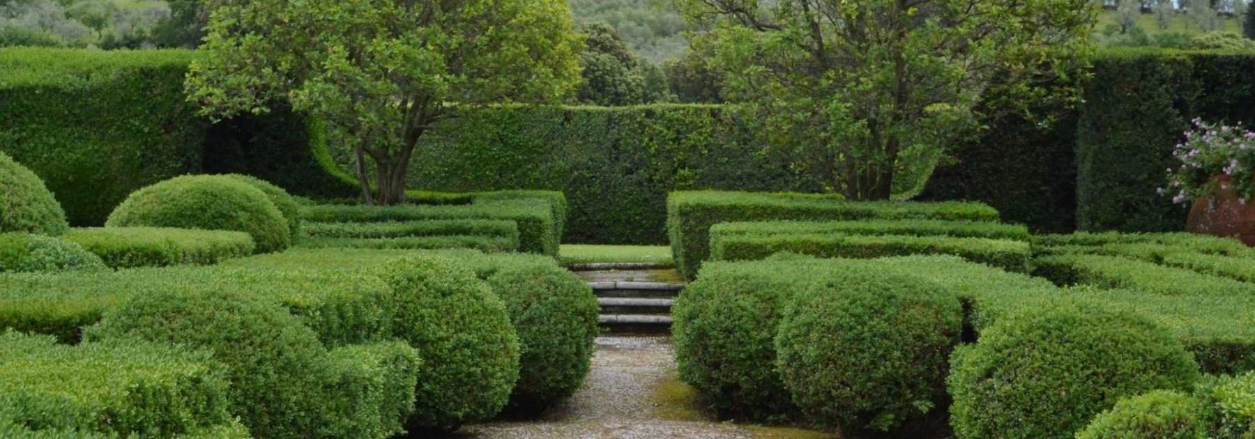 Arbre et arbuste à feuillage persistant : c'est quoi ?