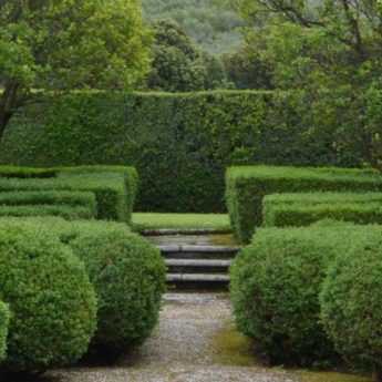 Arbre et arbuste à feuillage persistant : c'est quoi ?