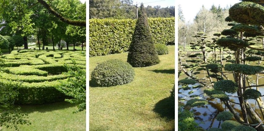 modulable, persistants, buis, buxus, taxus