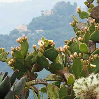 Comment planter des cactus au jardin ?