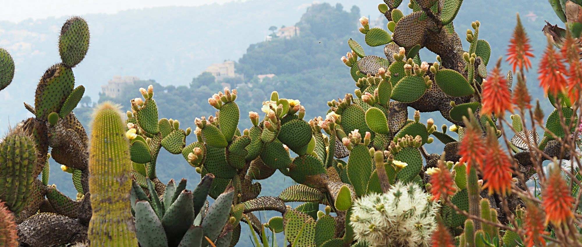 Cactus dans le jardin : nos conseils pour les mettre en valeur