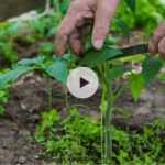 Comment et pourquoi pincer les tomates ?