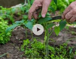 Comment et pourquoi pincer les tomates ?