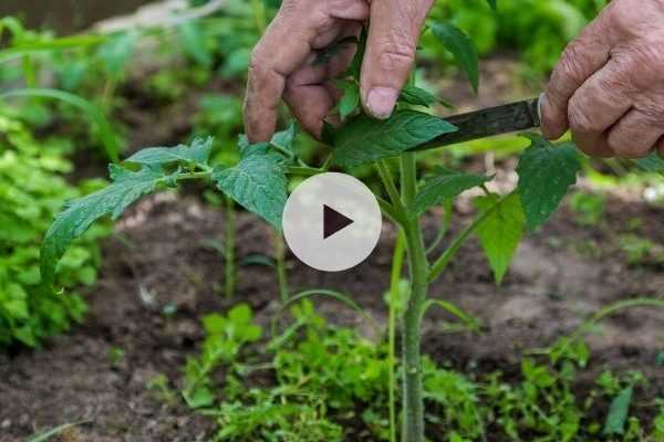 Comment et pourquoi pincer les tomates ?