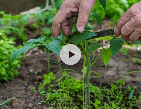 Comment et pourquoi pincer les tomates ?