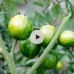 Tomate : que faire des gourmands ?