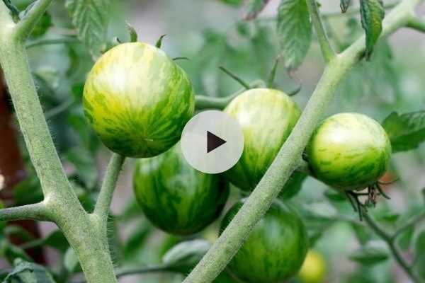 Tomate : que faire des gourmands ?