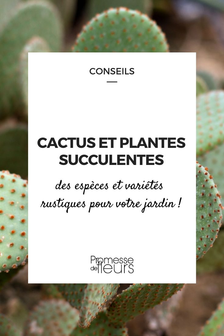 Cactus et plantes succulentes pour le jardin