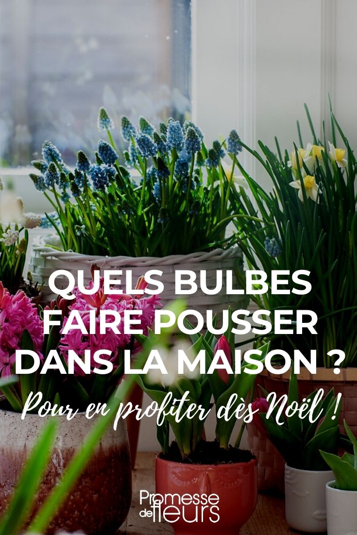 Quels bulbes faire pousser dans la maison ? Promesse de Fleurs