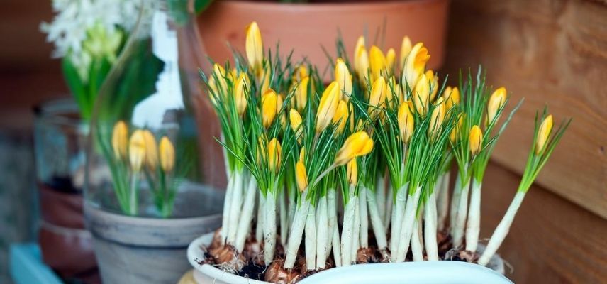 Faire fleurir des bulbes de tulipes en vase  Bulbe de tulipe, Planter des  bulbes, Bulbes