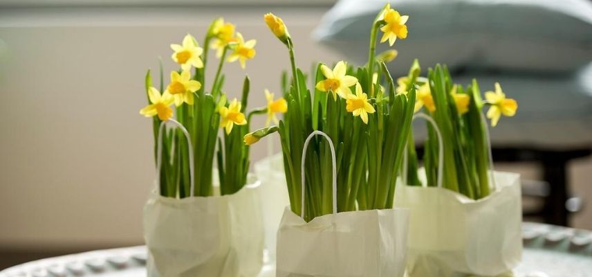 Quels bulbes faire pousser dans la maison ? Promesse de Fleurs