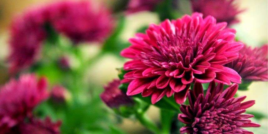 Les fleurs pourpres d'un chrysanthème