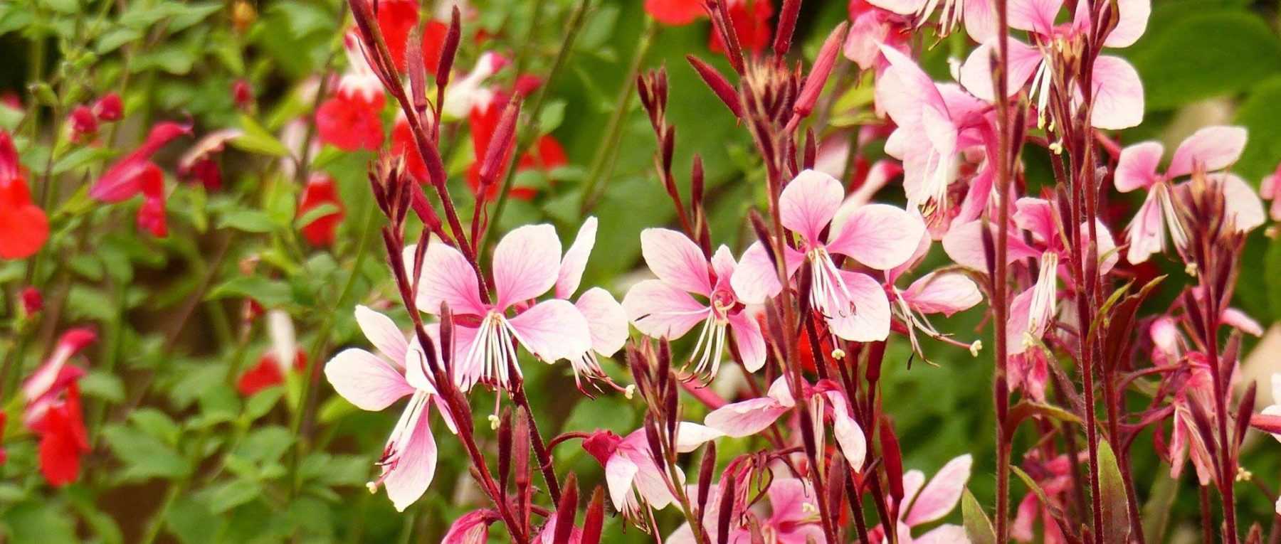 Eau de saule : Une hormone de bouturage naturelle - Promesse de Fleurs