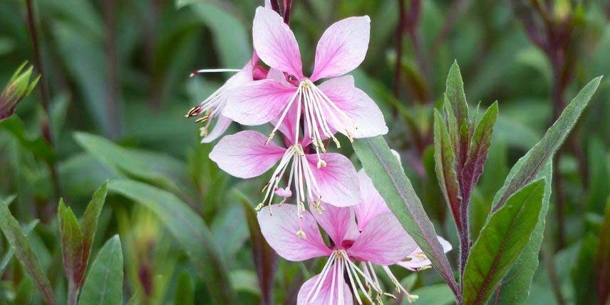 Les fleurs du Gaura de Lindheimer