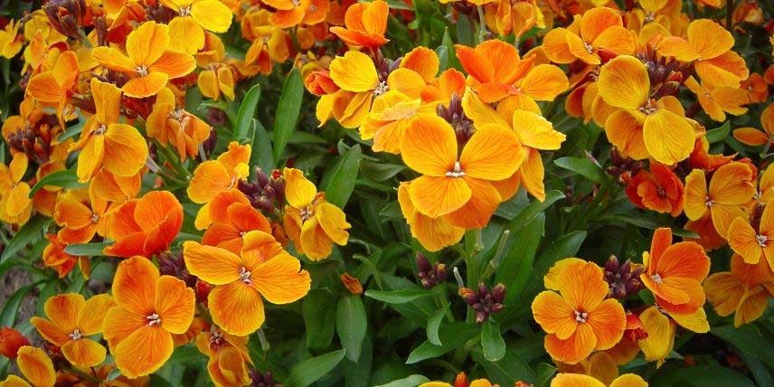 Les fleurs orangées d'une giroflée