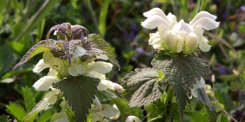 Les fleurs du Lamier blanc