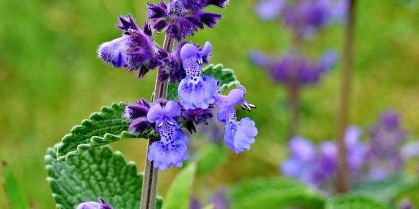 Les fleurs de la Cataire, ou Herbe aux chats