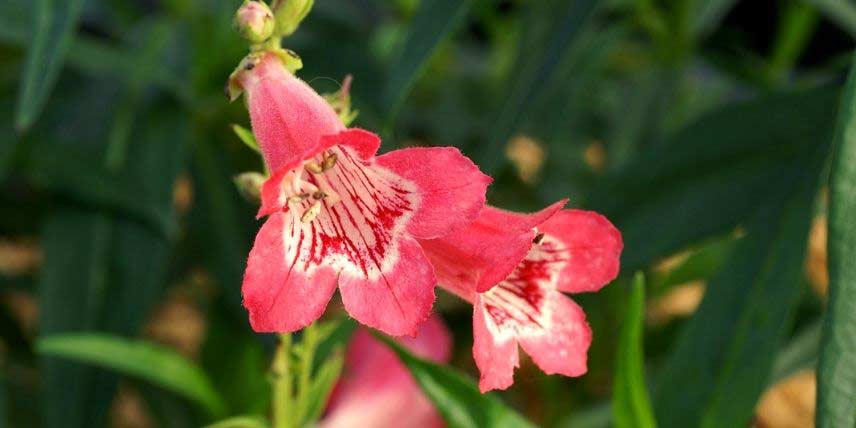 Les fleurs d'un Penstemon