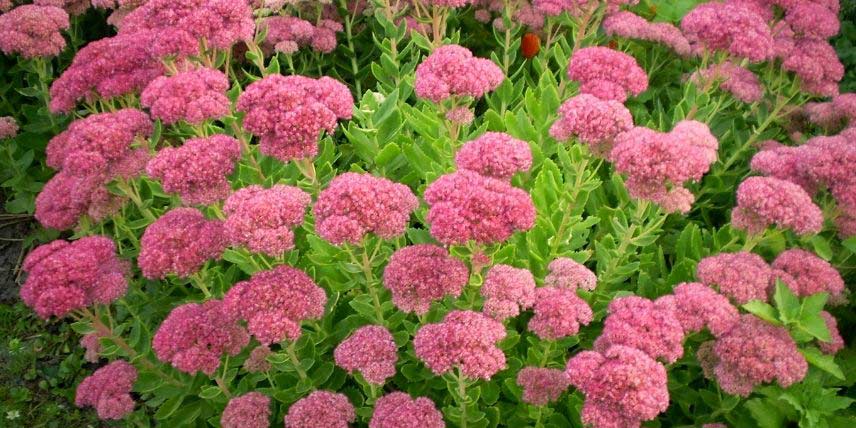 Bouturage : 15 arbustes et vivaces très faciles à multiplier - Blog  Promesse de fleurs