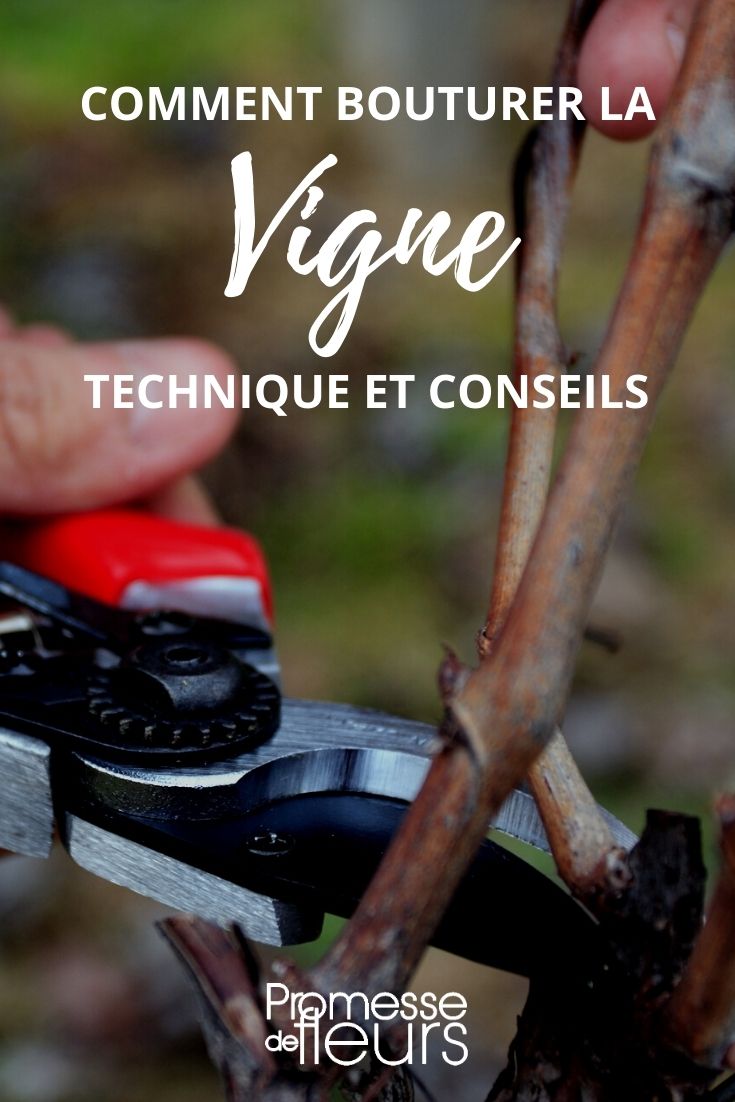 Quand et comment faire une bouture de vigne ?