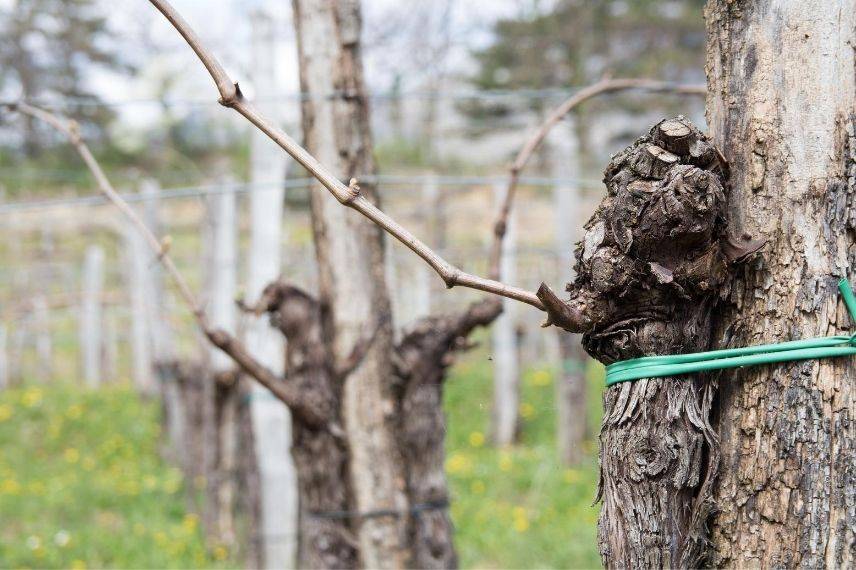 Bouturer la vigne à raisin