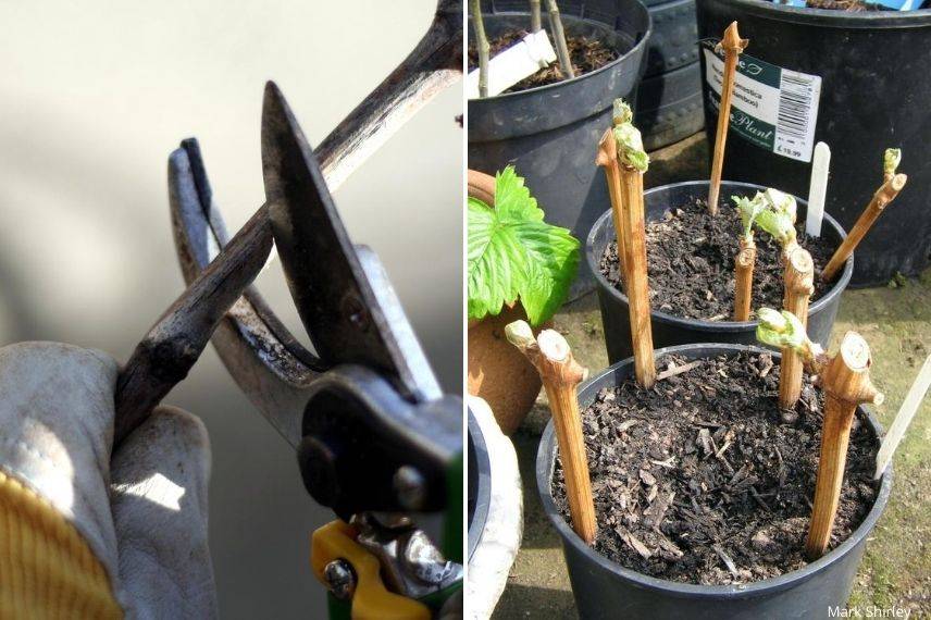 Bouturer la vigne à raisin