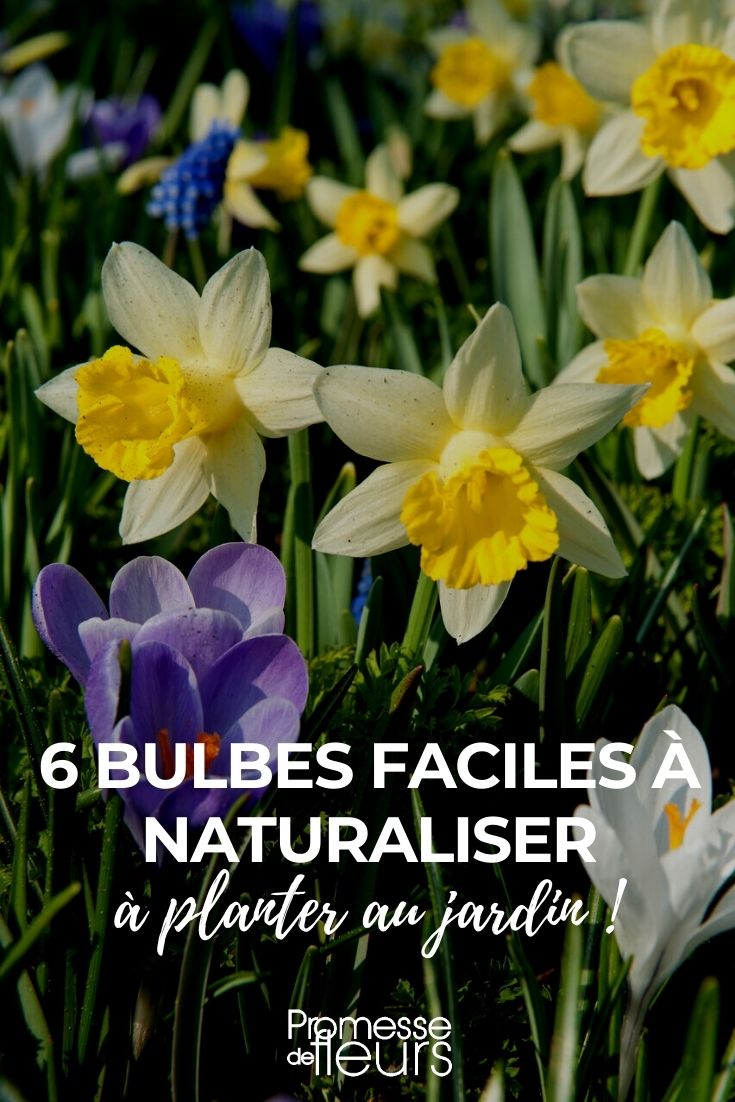 Notre sélection de 6 bulbes faciles à naturaliser au jardin