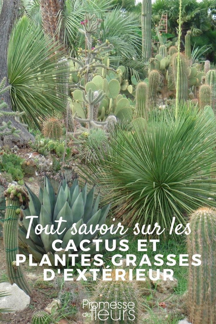 cactus et plantes grasses d'extérieur