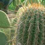 Quels cactus et plantes grasses pour mon jardin ?