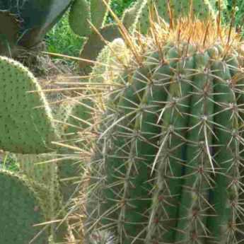 Quels cactus et plantes grasses pour mon jardin ?