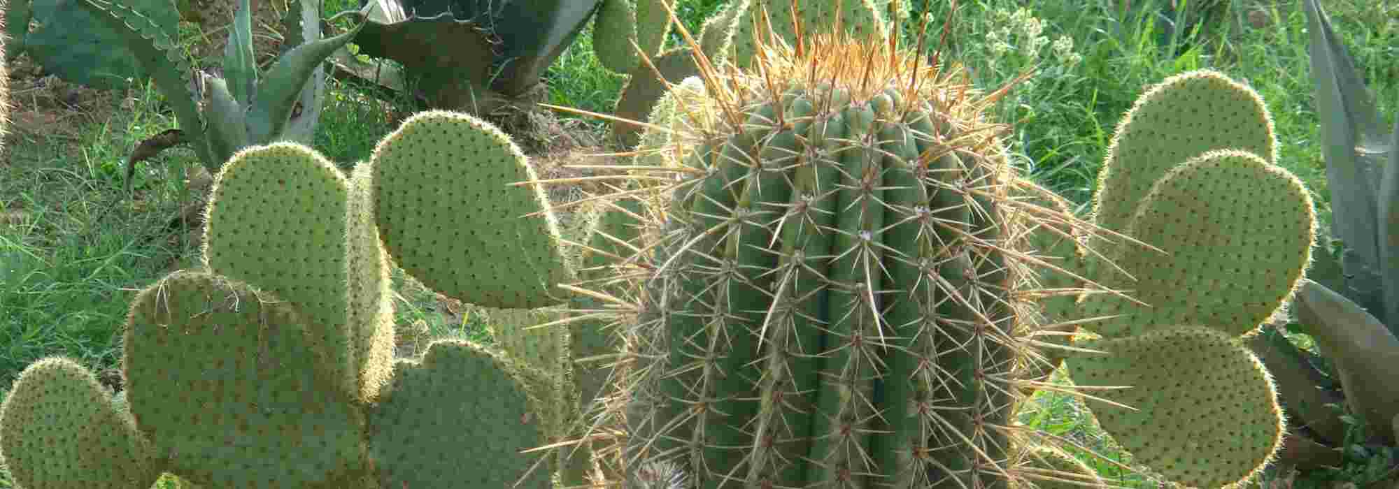 Quels cactus et plantes grasses pour mon jardin ?