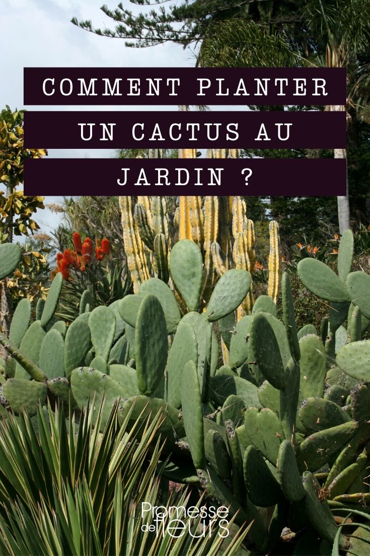 Cactus : où et comment les planter au jardin ?