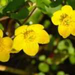 Populage des marais, Caltha palustris : planter, cultiver et entretenir