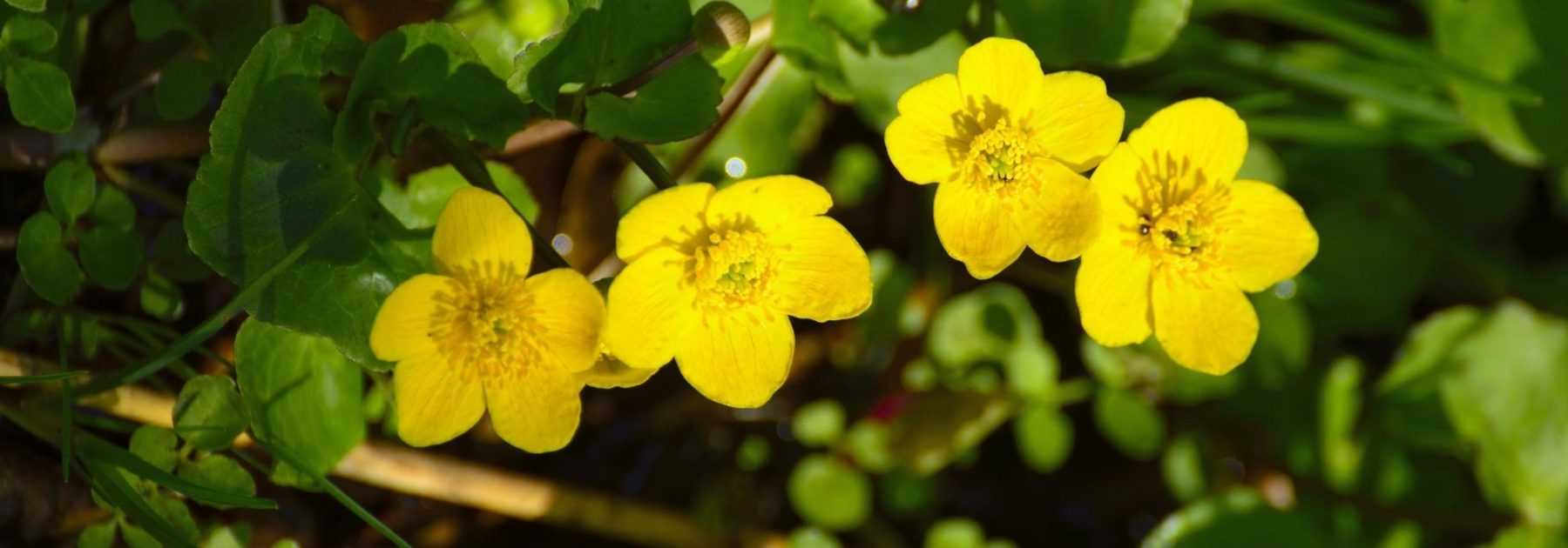 Populage des marais, Caltha palustris : planter, cultiver et entretenir