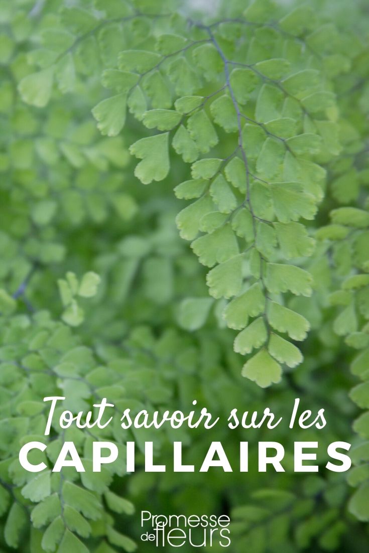 capillaire, Adiantum : tout savoir