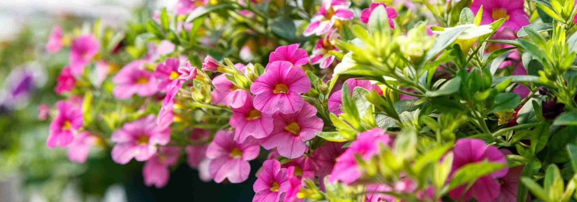 Fleurs à semer pour bacs jardinières et suspension