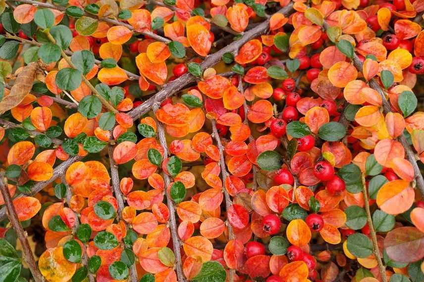 Cotoneaster : lequel choisir pour un feuillage coloré en automne