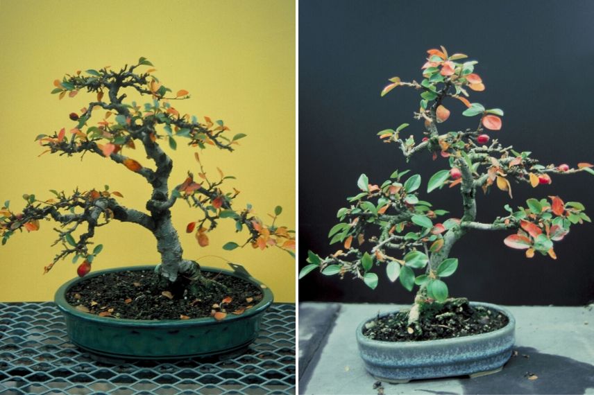 cotoneaster : lequel choisir pour cultiver en pot ou en bonzai