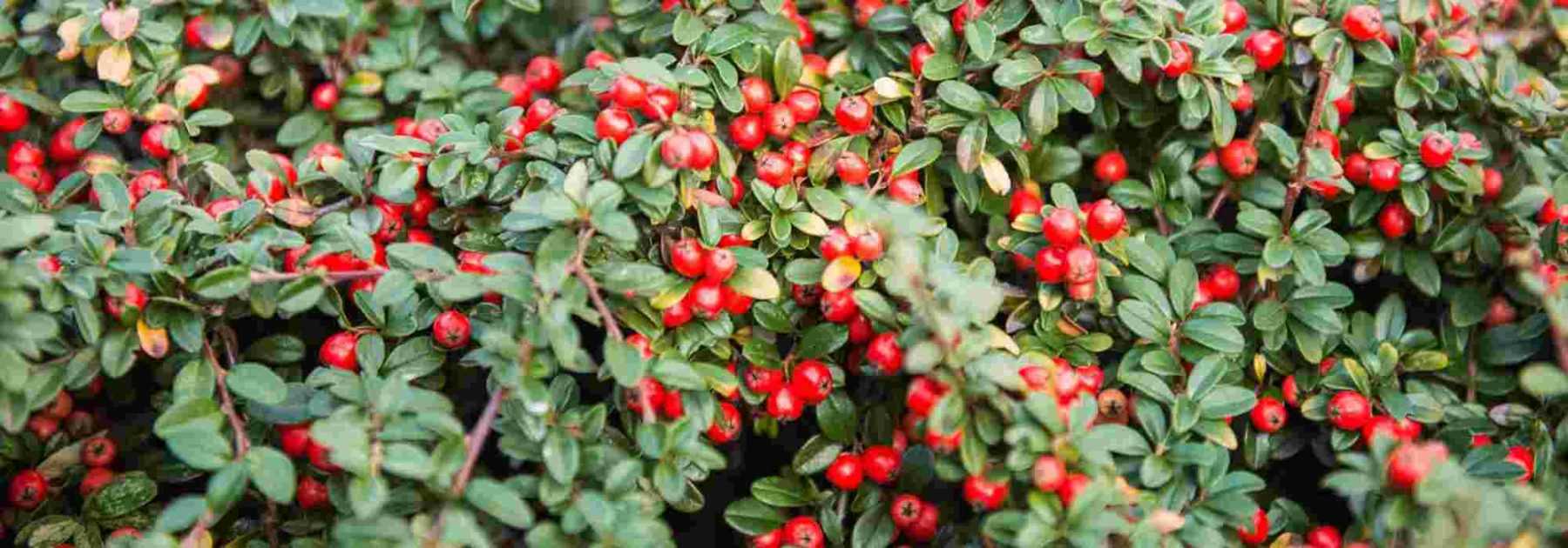 Cotoneaster : lequel choisir ?