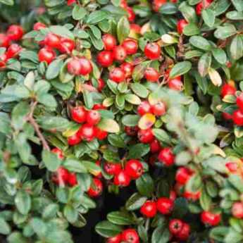 Cotoneaster : lequel choisir ?