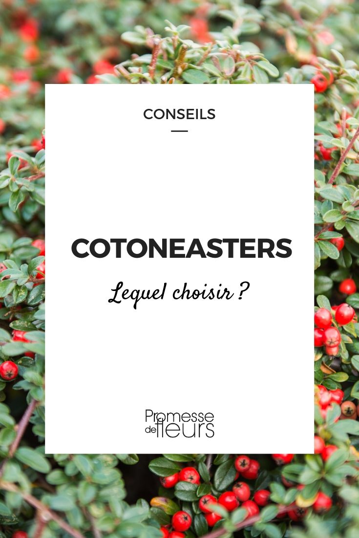 Cotoneaster : lequel choisir ?