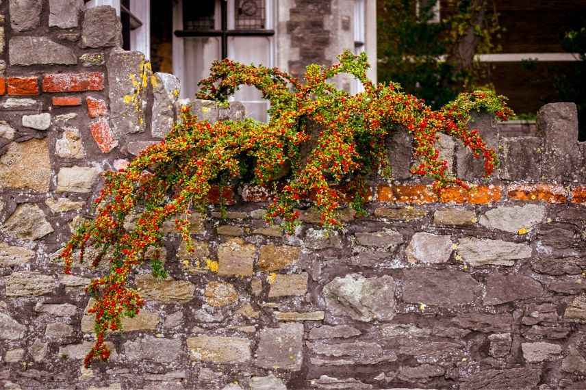 Cotoneaster : lequel choisir pour un muret, un talus ou une rocaille