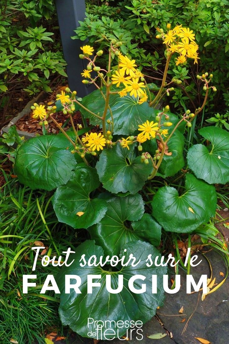 Farfugium : tout savoir