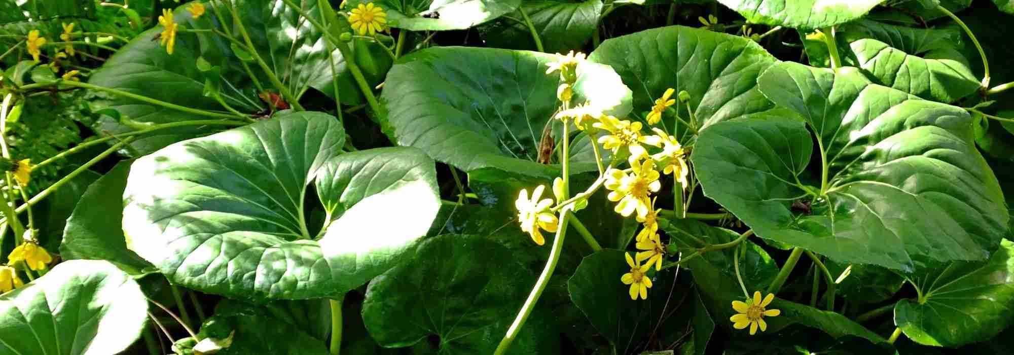 Farfugium japonicum : planter, cultiver et entretenir