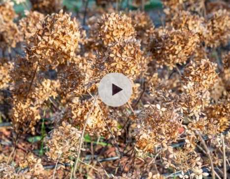 La taille des Hortensias paniculata