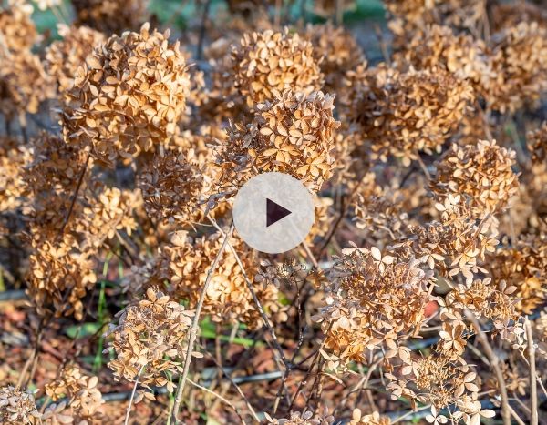 La taille des Hortensias paniculata