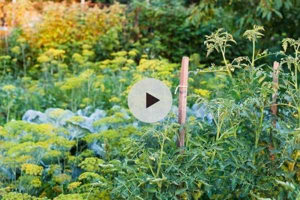 Les associations au potager : bonne ou mauvaise idée ?