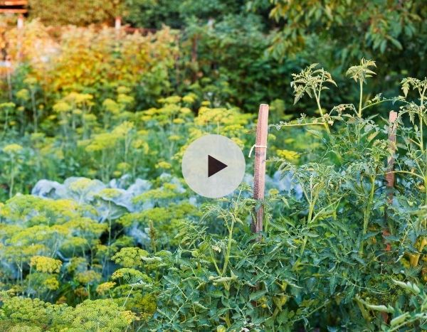 Les associations au potager : bonne ou mauvaise idée ?