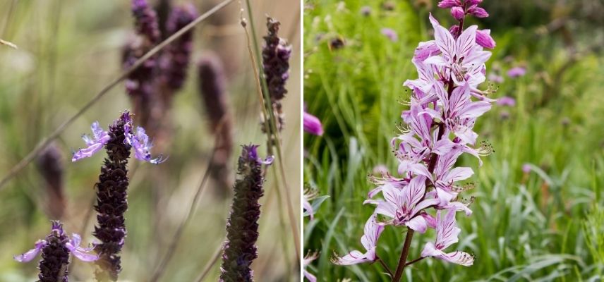 Repulsifs Pour Chat Comment Les Eloigner Du Jardin Promesse De Fleurs