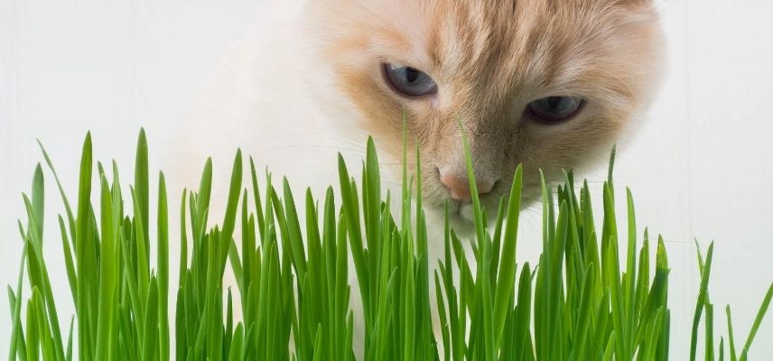 Répulsifs pour chat : 5 solutions naturelles